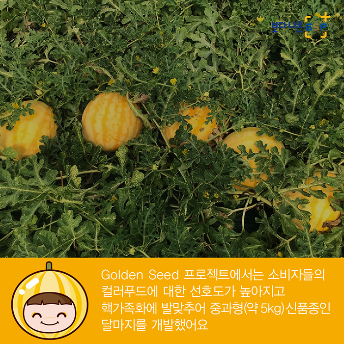 Golden Seed 프로젝트에서는 소비자들의 컬러푸드에 대한 선호도가 높아지고 핵가족화에 발맞추어 중과형(약 5kg) 신품종인 달마지를 개발했어요
