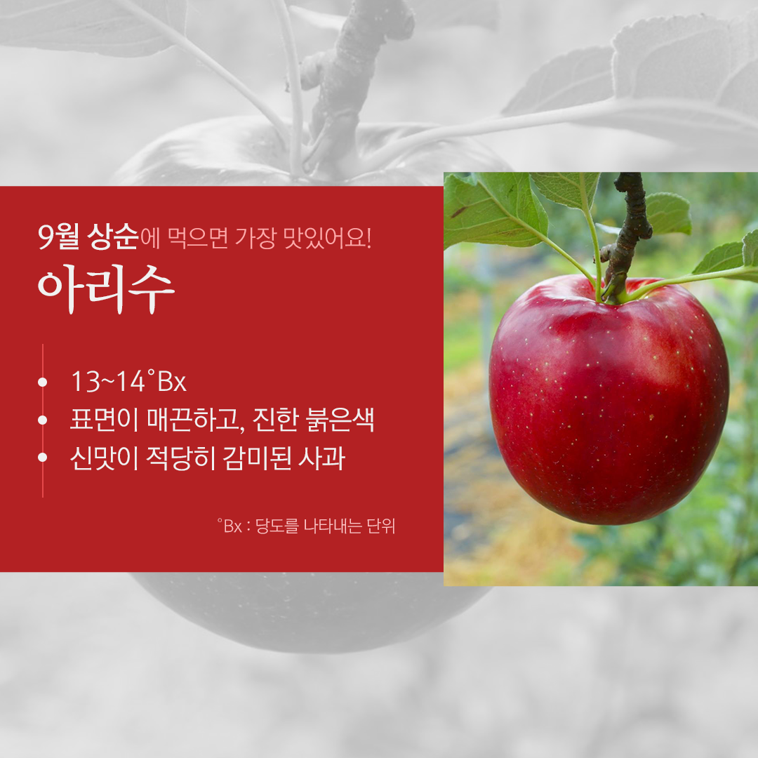 9월 상순에 먹으면 가장 맛있어요! 아리수, 13-14°Bx 표면이 매끈하고, 진한 붉은색, 신맛이 적당히 감미된 사과(설명: °Bx : 당도를 나타내는 단위)
