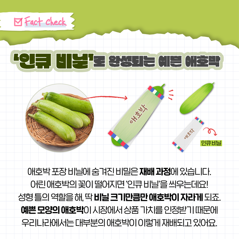 Fact Check '인큐 비닐'로 완성되는 예쁜 애호박 애호박 인큐 비닐 애호박 포장 비닐에 숨겨진 비밀은 재배 과정에 있습니다. 어린 애호박의 꽃이 떨어지면 '인큐 비닐'을 씌우는데요! 성형 틀의 역할을 해, 딱 비닐 크기만큼만 애호박이 자라게 되죠. 예쁜 모양의 애호박이 시장에서 상품 가치를 인정받기 때문에 우리나라에서는 대부분의 애호박이 이렇게 재배되고 있어요.