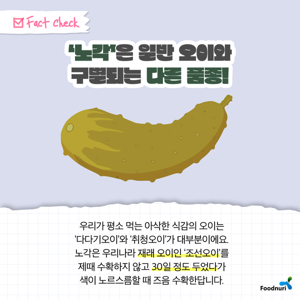 Fact Check ‘노각’은 일반 오이와 구분되는 다른 품종! 우리가 평소 먹는 아삭한 식감의 오이는 ‘다다기오이’와 ‘취청오이’가 대부분이에요. 노각은 우리나라 재래 오이인 ‘조선오이’를 제때 수확하지 않고 30일 정도 두었다가 색이 노르스름할 때쯤 수확한답니다. Foodnuri
