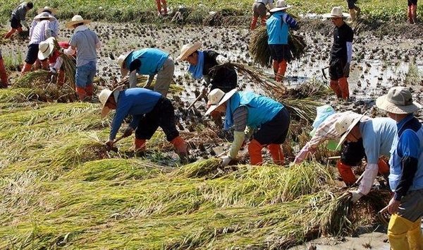 집중호우로 피해입은 농촌 일손돕기