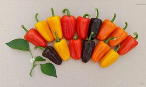 %EC%B6%9C%EC%B2%98%20-%20%EA%B5%AD%EC%A0%9C%EC%8B%A0%EB%AC%B8.jpg 미니 파프리카 라온