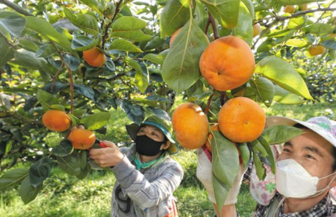 단감김치까지 수출… 세계가 반한 ‘건강한 단맛’ 관련사진 1