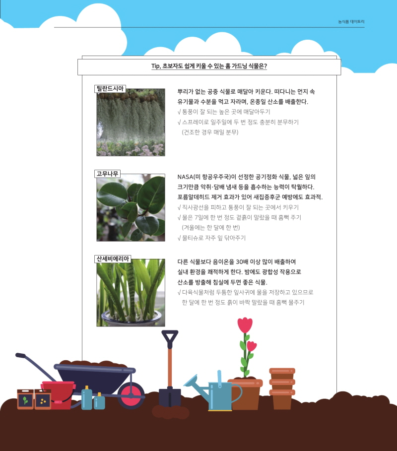 농식품 데이토리
Tip, 초보자도 쉽게 키울 수 있는 홈 가드닝 식물은?
틸란드시아
뿌리가 없는 공중 식물로 매달아 키운다. 떠다니는 먼지 속 유기물과 수분을 먹고 자라며, 온종일 산소를 배출한다. V 통풍이 잘 되는 높은 곳에 매달아두기 V 스프레이로 일주일에 두 번 정도 충분히 분무하기 (건조한 경우 매일 분무)
| 고무나무
NASA(미 항공우주국)이 선정한 공기정화 식물, 넓은 잎의 크기만큼 악취 담배 냄새 등을 흡수하는 능력이 탁월하다. 포름알데히드 제거 효과가 있어 새집증후군 예방에도 효과적. V 직사광선을 피하고 통풍이 잘 되는 곳에서 키우기 물은 7일에 한 번 정도 겉흙이 말랐을 때 흠뻑 주기 (겨울에는 한 달에 한 번) √ 물티슈로 자주 잎 닦아주기
| 산세비에리아
다른 식물보다 음이온을 30배 이상 많이 배출하여 실내 환경을 쾌적하게 한다. 밤에도 광합성 작용으로 산소를 방출해 침실에 두면 좋은 식물. V 다육식물처럼 두툼한 잎사귀에 물을 저장하고 있으므로 한 달에 한 번 정도 흙이 바짝 말랐을 때 흠뻑 물주기
