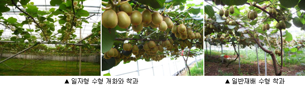 키위 일자형 재배